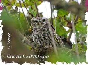 Sortie "Les ailes de la nuit"
